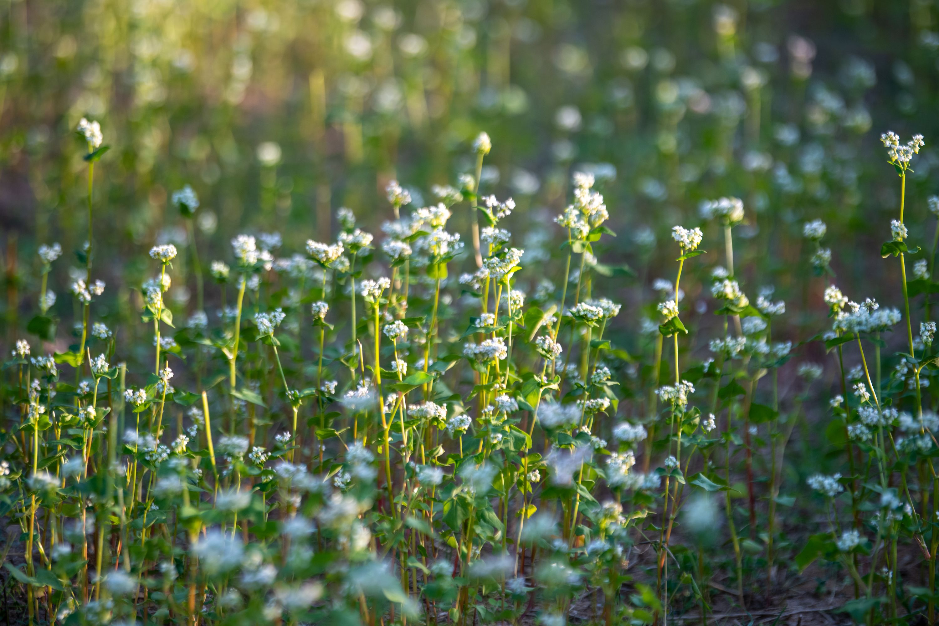 Oxford College Organic Farm 10 Year Celebration.