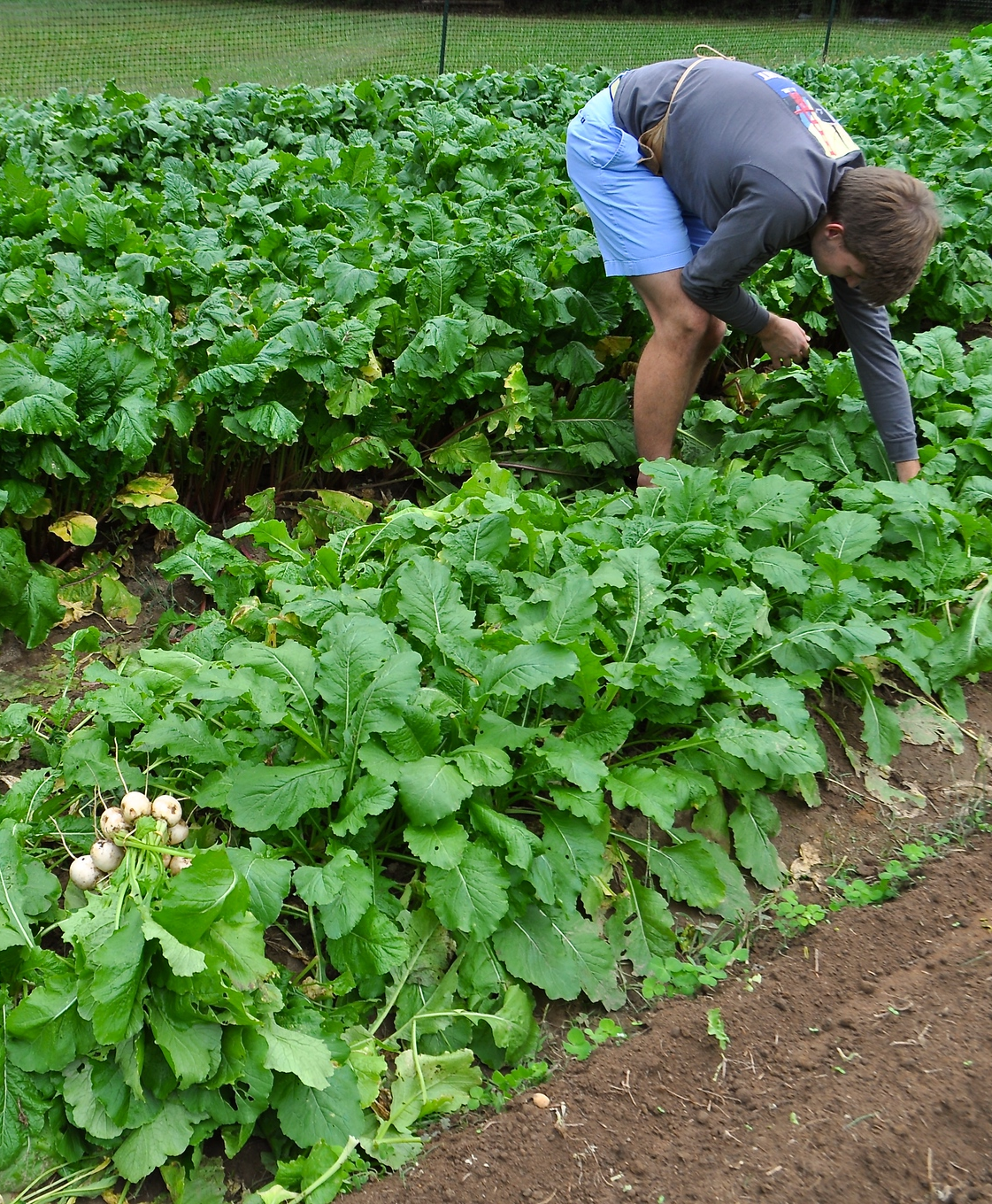 Oxford farm student volunteer.