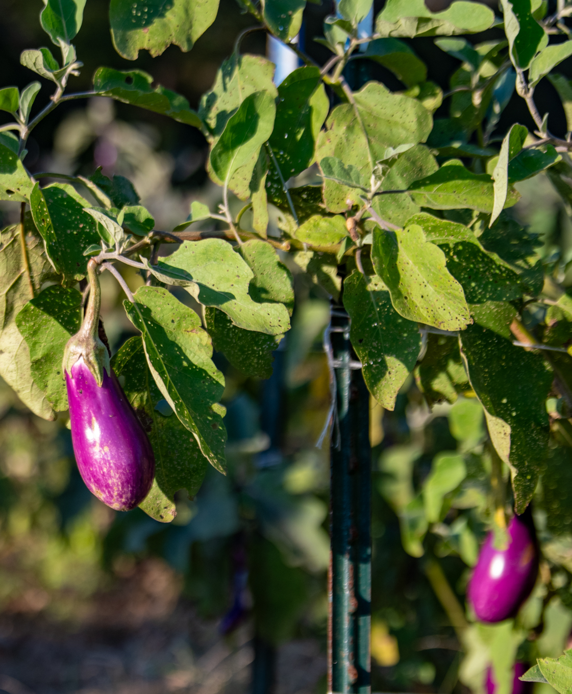 Oxford organic farm eggplant.