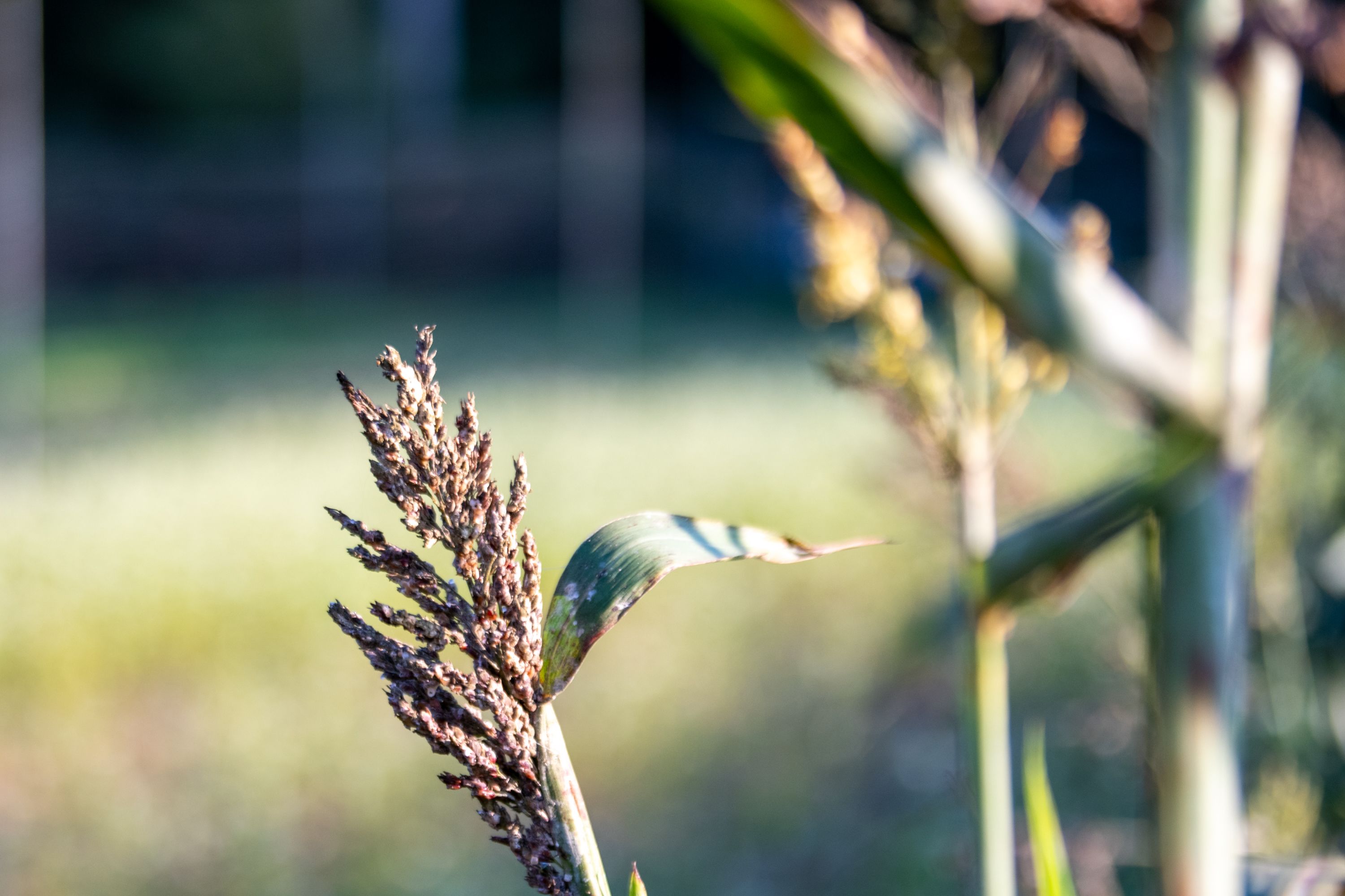 Oxford College Organic Farm 10 Year Celebration.