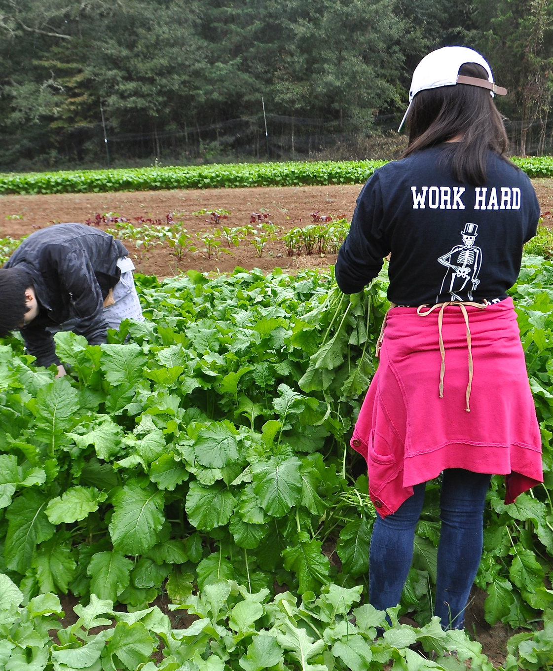 Oxford farm student volunteer.