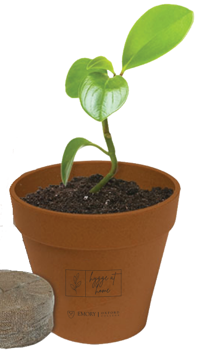 a plant kit branded with Hygge at Home
