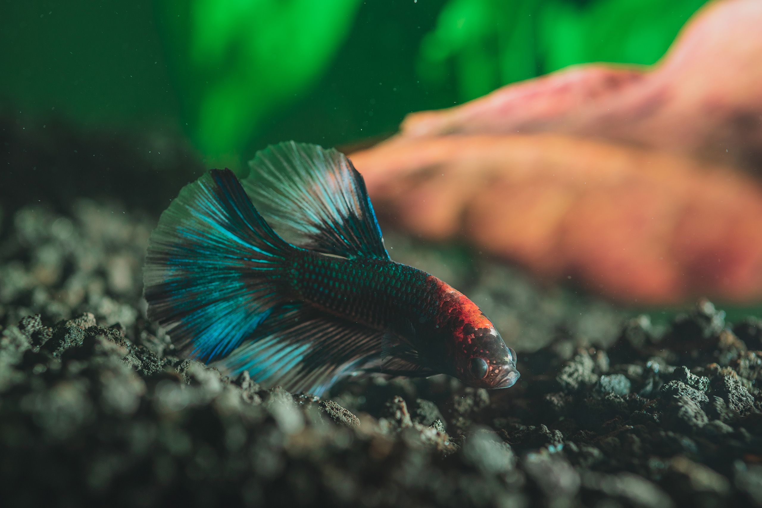 Edward Yin studied mating behavior in closely related fish species in the genus Betta.